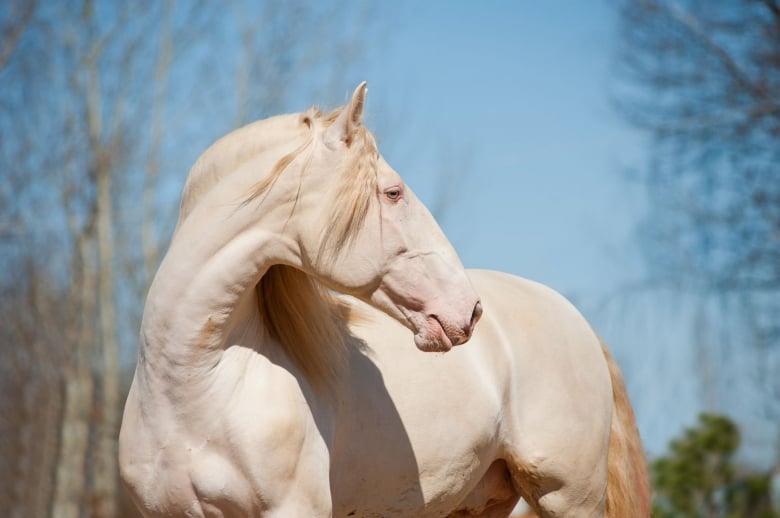 Les différentes robes des chevaux alezan, bai, noir, gris, pie, rouan...