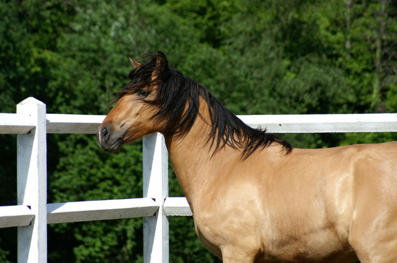 les-diff-rentes-robes-des-chevaux-alezan-bai-noir-gris-pie-rouan