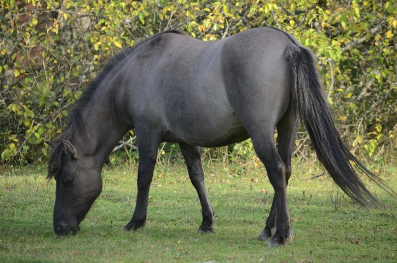 Les différentes robes des chevaux alezan, bai, noir, gris, pie, rouan...