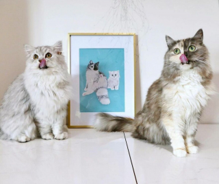 Illustration de l'article : 14 photos d'un chat magnifique au visage bicolore
