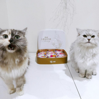 Illustration de l'article : 14 photos d'un chat magnifique au visage bicolore