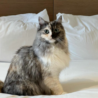 Illustration de l'article : 14 photos d'un chat magnifique au visage bicolore