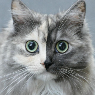 Illustration de l'article : 14 photos d'un chat magnifique au visage bicolore