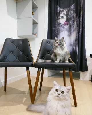 Illustration de l'article : 14 photos d'un chat magnifique au visage bicolore