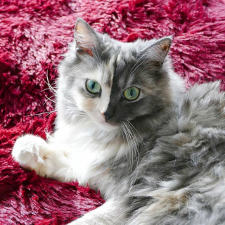 Illustration de l'article : 14 photos d'un chat magnifique au visage bicolore