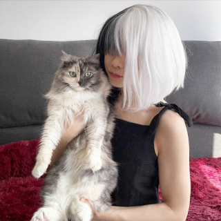 Illustration de l'article : 14 photos d'un chat magnifique au visage bicolore
