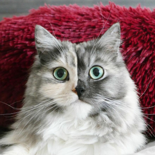 Illustration de l'article : 14 photos d'un chat magnifique au visage bicolore