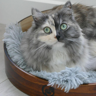 Illustration de l'article : 14 photos d'un chat magnifique au visage bicolore