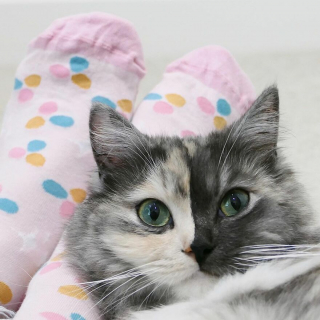Illustration de l'article : 14 photos d'un chat magnifique au visage bicolore