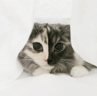 Illustration de l'article : 14 photos d'un chat magnifique au visage bicolore