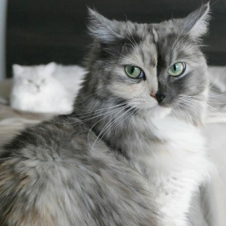 Illustration de l'article : 14 photos d'un chat magnifique au visage bicolore