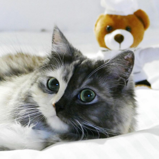 Illustration de l'article : 14 photos d'un chat magnifique au visage bicolore