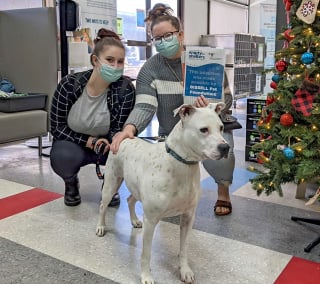 Illustration de l'article : Le coup de foudre entre une femme et une chienne sourde attendant sa nouvelle famille depuis 240 jours
