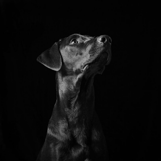 Illustration de l'article : 20 photos qui sensibilisent à l'adoption de chats et de chiens noirs 