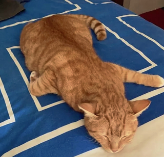 Illustration de l'article : 17 photos de chats roux dormant dans leur endroit préféré