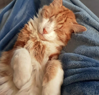 Illustration de l'article : 17 photos de chats roux dormant dans leur endroit préféré