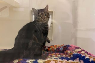 Illustration de l'article : Le sauvetage de 2 chats abandonnés dans une benne à ordures conduit à l'ouverture d'une enquête