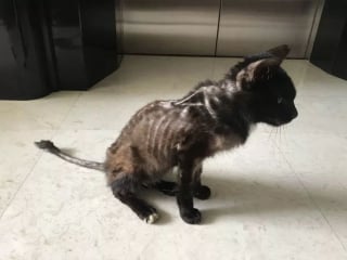 Illustration de l'article : Un chat ressemblant à "un sac d'os" se métamorphose de manière admirable avec l'aide de bénévoles