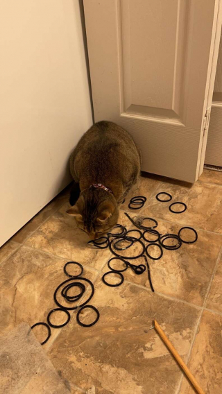 Illustration de l'article : En réclamant de l'aide pour récupérer un élastique, cette chatte révèle accidentellement sa cachette secrète !