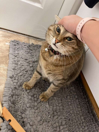 Illustration de l'article : En réclamant de l'aide pour récupérer un élastique, cette chatte révèle accidentellement sa cachette secrète !