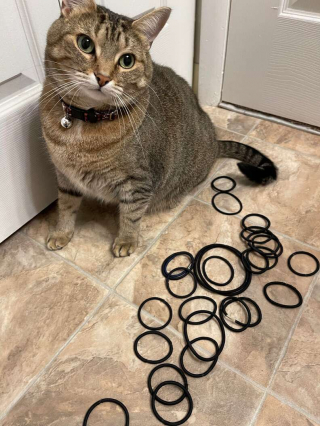 Illustration de l'article : En réclamant de l'aide pour récupérer un élastique, cette chatte révèle accidentellement sa cachette secrète !