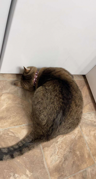 Illustration de l'article : En réclamant de l'aide pour récupérer un élastique, cette chatte révèle accidentellement sa cachette secrète !