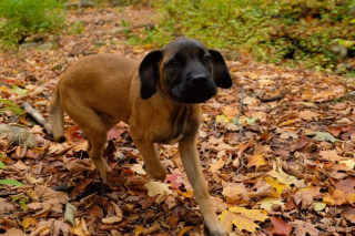 Illustration de l'article : 17 photos de chiots ayant conservé leur charme une fois adulte