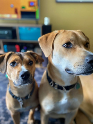Illustration de l'article : 17 photos de chiots ayant conservé leur charme une fois adulte