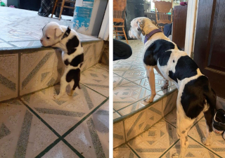 Illustration de l'article : 17 photos de chiots ayant conservé leur charme une fois adulte