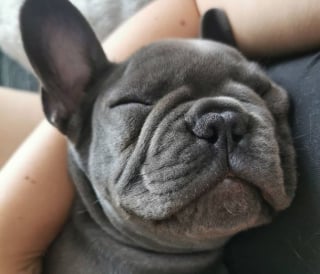 Illustration de l'article : 20 photos de chiens assumant complètement leurs rides !