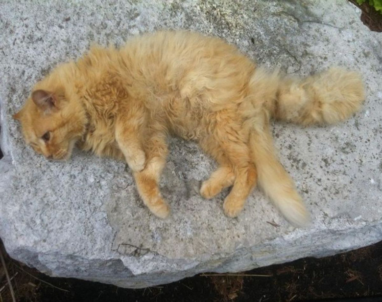 https://www.woopets.fr/assets/ckeditor/2022/jan/actualities/12943/xl/fc883653b8bd8ccedfa964116a.jpeg
