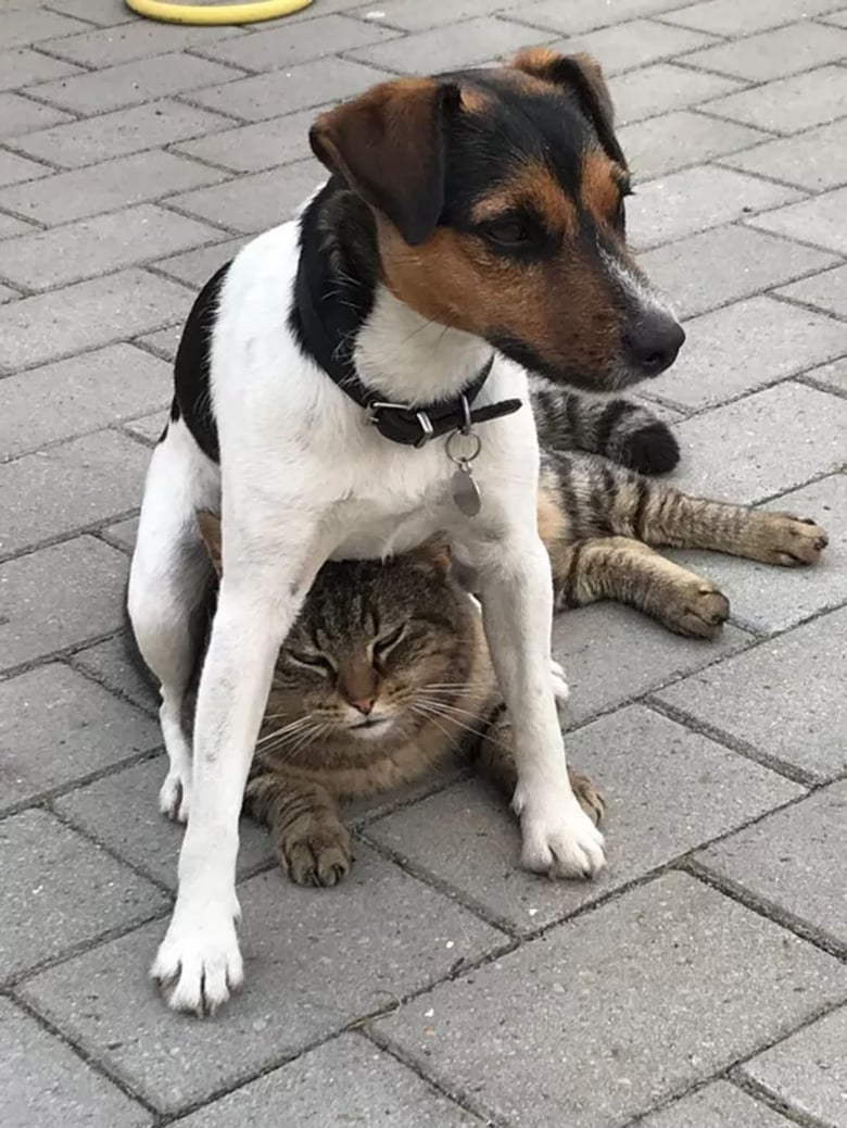 https://www.woopets.fr/assets/ckeditor/2022/jan/actualities/12946/xl/chatschiensespiegles11.jpeg