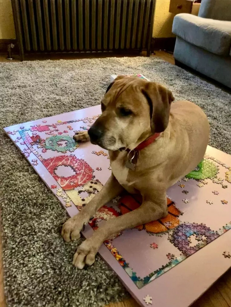https://www.woopets.fr/assets/ckeditor/2022/jan/actualities/12946/xl/chatschiensespiegles13.jpeg