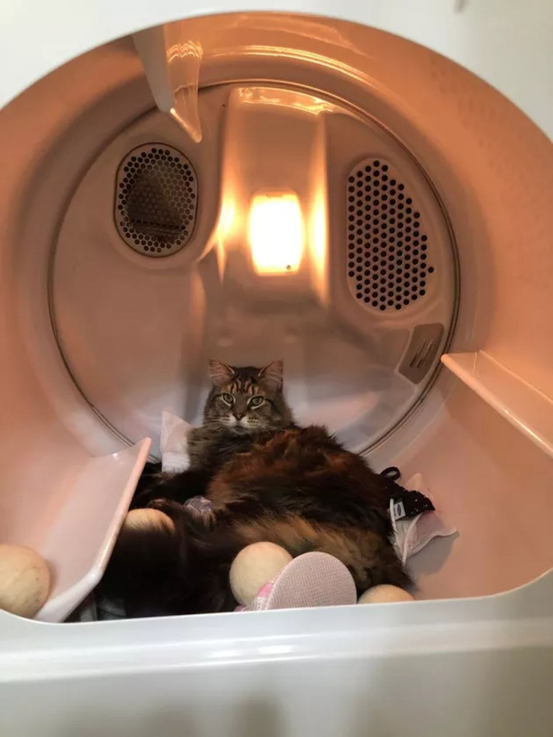 https://www.woopets.fr/assets/ckeditor/2022/jan/actualities/12946/xl/chatschiensespiegles9.jpeg