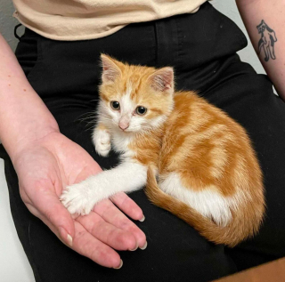 Illustration de l'article : Un chat semi-sauvage devient le protecteur le plus fidèle d'un chaton découvert émacié et couvert de parasites