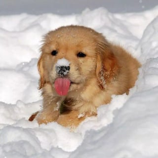 Illustration de l'article : 20 photos de chiens pour qui les jardins recouverts de neige sont de formidables terrains de jeux