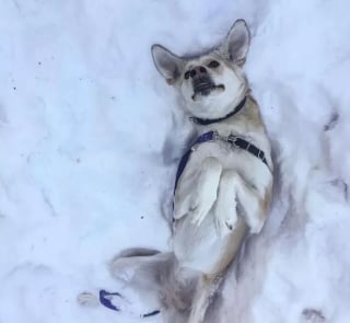 Illustration de l'article : 20 photos de chiens pour qui les jardins recouverts de neige sont de formidables terrains de jeux