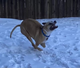 Illustration de l'article : 20 photos de chiens pour qui les jardins recouverts de neige sont de formidables terrains de jeux