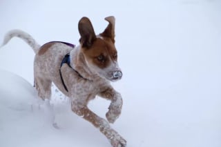 Illustration de l'article : 20 photos de chiens pour qui les jardins recouverts de neige sont de formidables terrains de jeux