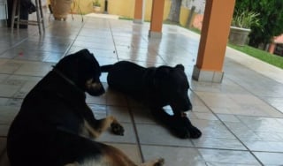 Illustration de l'article : Elle découvre une chienne abandonnée devant sa porte avec une note et demande de l'aide sur les réseaux sociaux