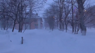 Illustration de l'article : Un chien errant devient le héros d'une fillette perdue dans une tempête de neige pendant 18 heures