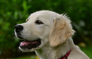 Illustration de l'article : Le Berger Australien, toujours chien préféré des Français suivi par une race qui fait son grand retour sur le podium