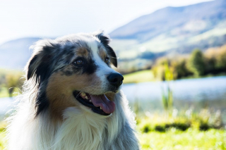 Illustration de l'article : Le Berger Australien, toujours chien préféré des Français suivi par une race qui fait son grand retour sur le podium