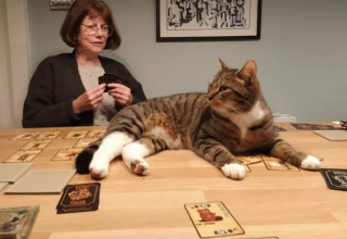 Illustration de l'article : Ces 20 chats font bien comprendre aux joueurs qui est le véritable grand maître du jeu !