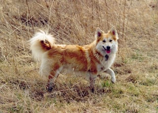 Illustration de l'article : 10 races de chiens qui ne craignent pas le froid