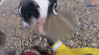 Illustration de l'article : Des secouristes déploient un canot de sauvetage pour voguer vers un Border Collie victime d'une chute de 30 mètres