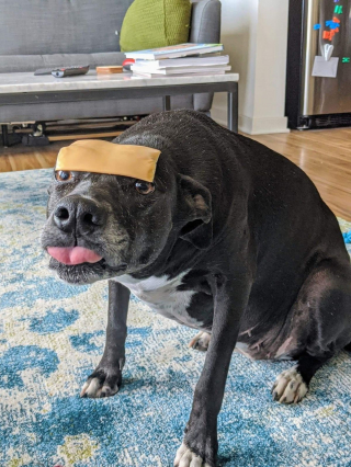 Illustration de l'article : 11 photos de chats et de chiens qui captent l'attention grâce à leurs pitreries