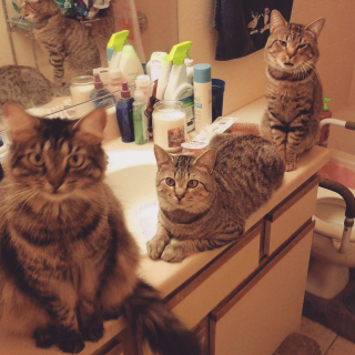 Illustration de l'article : 11 photos de chats et de chiens qui captent l'attention grâce à leurs pitreries