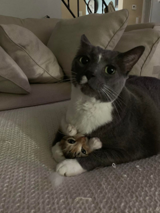 Illustration de l'article : 11 photos de chats et de chiens qui captent l'attention grâce à leurs pitreries