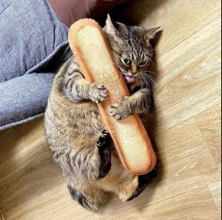Illustration de l'article : 11 photos de chats et de chiens qui captent l'attention grâce à leurs pitreries